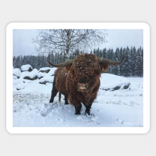 Scottish Highland Cattle Bull 2206 Sticker